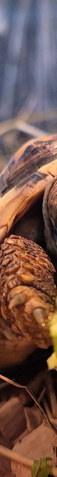 Yang// *Reserviert* – Landschildkröte, Unbekannt, Alter unbekannt, 50969 Köln-Zollstock – Foto 2