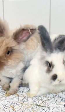 Boogie-Woogie – Angorakaninchen, Männchen, 2 Jahre, 90537 Feucht – Foto 1