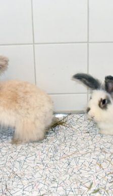 Boogie-Woogie – Angorakaninchen, Männchen, 2 Jahre, 90537 Feucht – Foto 4