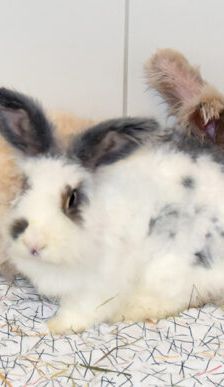 Boogie-Woogie – Angorakaninchen, Männchen, 2 Jahre, 90537 Feucht – Foto 5