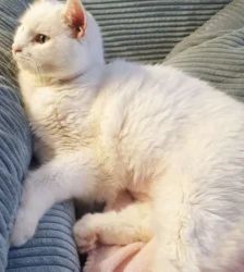 Kitty – EKH, Weibchen, 17 Monate, 13057 Berlin – Foto 2