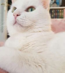 Kitty – EKH, Weibchen, 17 Monate, 13057 Berlin – Foto 3