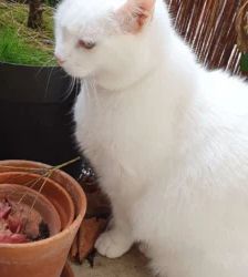 Kitty – EKH, Weibchen, 17 Monate, 13057 Berlin – Foto 4