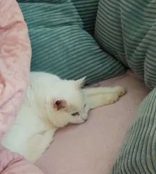 Kitty – EKH, Weibchen, 17 Monate, 13057 Berlin – Foto 5