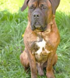 Butch – Cane Corso-/Mastiff-Mix, Männchen, 2 Jahre, 13057 Berlin – Foto 2