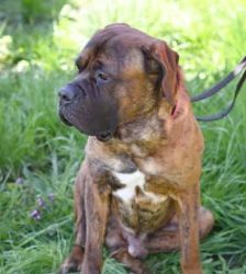 Butch – Cane Corso-/Mastiff-Mix, Männchen, 2 Jahre, 13057 Berlin – Foto 3
