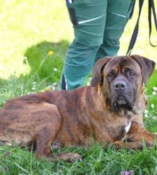 Butch – Cane Corso-/Mastiff-Mix, Männchen, 2 Jahre, 13057 Berlin – Foto 4