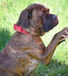 Butch – Cane Corso-/Mastiff-Mix, Männchen, 2 Jahre, 13057 Berlin – Foto 5