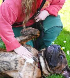 Butch – Cane Corso-/Mastiff-Mix, Männchen, 2 Jahre, 13057 Berlin – Foto 6
