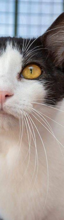 Dionisio – EKH, Männchen, 1 Jahr, 65520 Bad Camberg – Foto 14