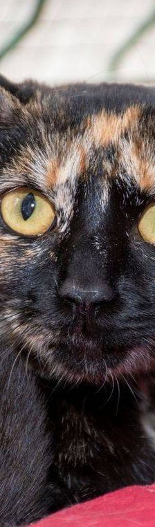 Dionisio – EKH, Männchen, 1 Jahr, 65520 Bad Camberg – Foto 17