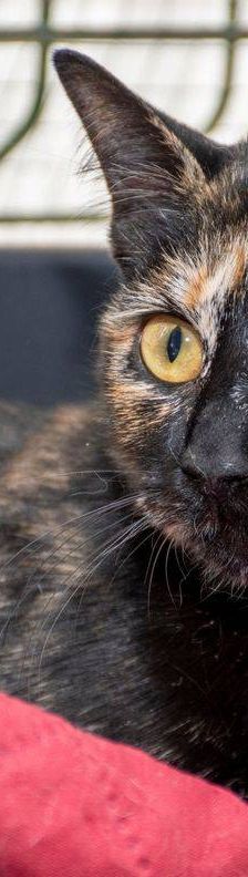 Dionisio – EKH, Männchen, 1 Jahr, 65520 Bad Camberg – Foto 19