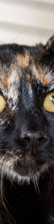 Dionisio – EKH, Männchen, 1 Jahr, 65520 Bad Camberg – Foto 25