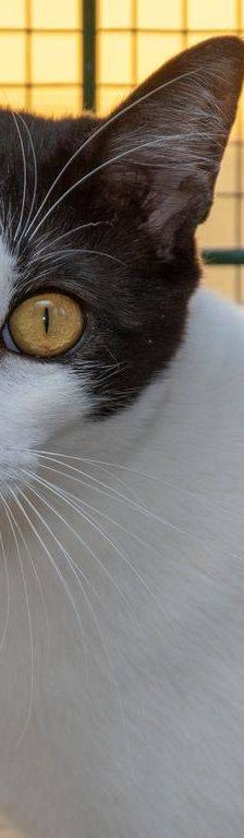 Dionisio – EKH, Männchen, 1 Jahr, 65520 Bad Camberg – Foto 30