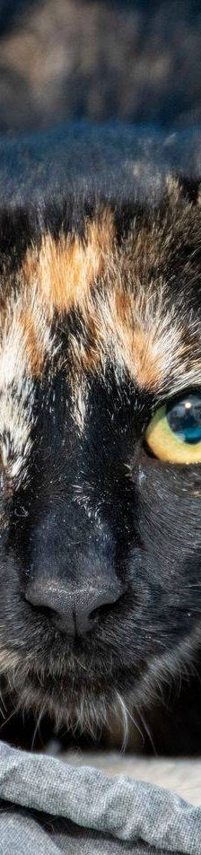 Dionisio – EKH, Männchen, 1 Jahr, 65520 Bad Camberg – Foto 8