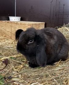 Lui – Widder, Männchen, Alter unbekannt, 97525 Schwebheim – Foto 1