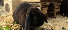 Lui – Widder, Männchen, Alter unbekannt, 97525 Schwebheim – Foto 2