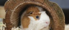 Lui – Widder, Männchen, Alter unbekannt, 97525 Schwebheim – Foto 3