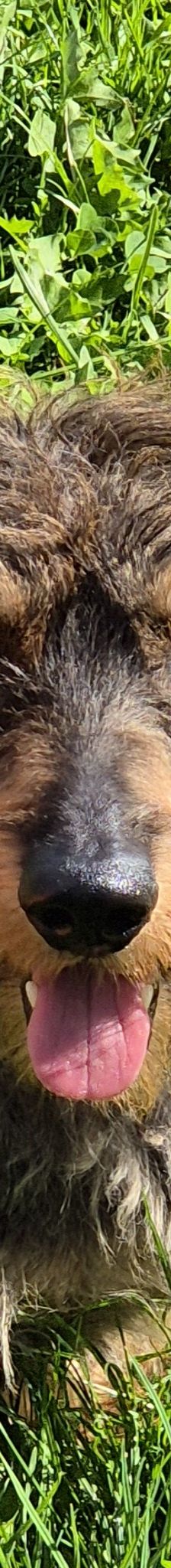 Max – Rauhaardackel, Männchen, 5 Jahre, 50969 Köln-Zollstock – Foto 1