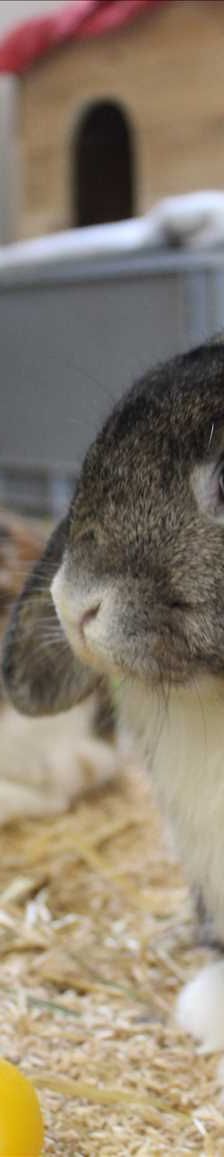 BETZY – Widder, Teddy-Widder, Weibchen, 7 Monate, 81829 München – Foto 1
