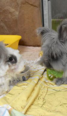 Abby – Angorakaninchen, Weibchen, 11 Monate, 90537 Feucht – Foto 1