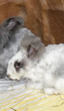 Abby – Angorakaninchen, Weibchen, 11 Monate, 90537 Feucht – Foto 2