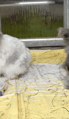 Abby – Angorakaninchen, Weibchen, 11 Monate, 90537 Feucht – Foto 3