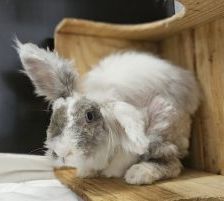 Miss Piggy – Angora Kaninchen, Weibchen, Alter unbekannt, 97525 Schwebheim – Foto 1