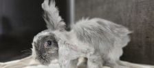 Miss Piggy – Angora Kaninchen, Weibchen, Alter unbekannt, 97525 Schwebheim – Foto 2