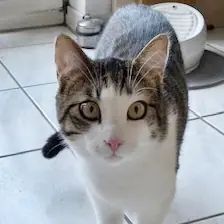 Wolle – EKH, Männchen, 1 Jahr, 90537 Feucht – Foto 1