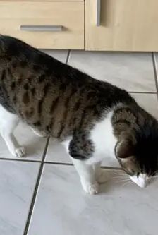 Wolle – EKH, Männchen, 1 Jahr, 90537 Feucht – Foto 2