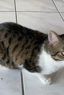 Wolle – EKH, Männchen, 1 Jahr, 90537 Feucht – Foto 3
