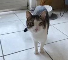 Wolle – EKH, Männchen, 1 Jahr, 90537 Feucht – Foto 4