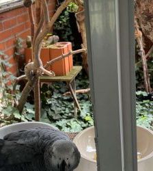 Toska – Graupapagei, Weibchen, 25 Jahre, 13057 Berlin – Foto 3