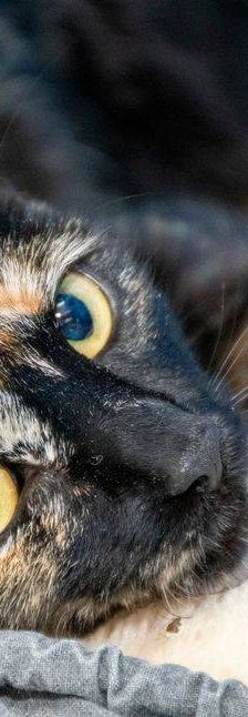 Gertrudis – EKH, Weibchen, 1 Jahr, 65520 Bad Camberg – Foto 2