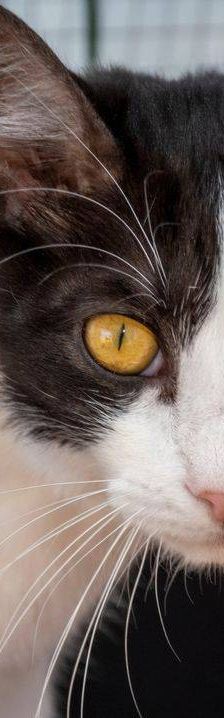 Gertrudis – EKH, Weibchen, 1 Jahr, 65520 Bad Camberg – Foto 15