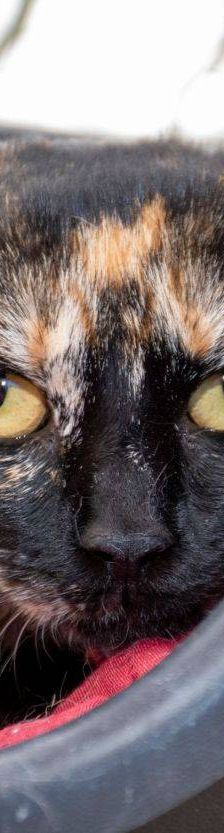Gertrudis – EKH, Weibchen, 1 Jahr, 65520 Bad Camberg – Foto 16