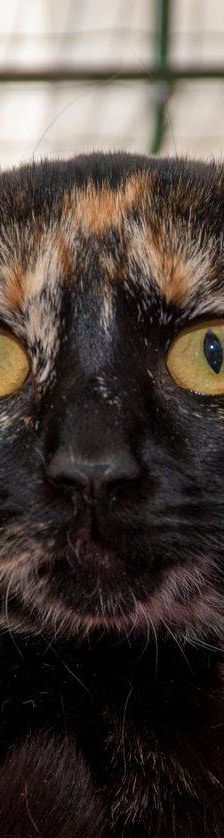 Gertrudis – EKH, Weibchen, 1 Jahr, 65520 Bad Camberg – Foto 20