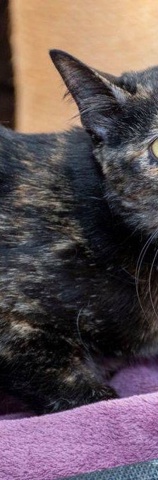 Gertrudis – EKH, Weibchen, 1 Jahr, 65520 Bad Camberg – Foto 21