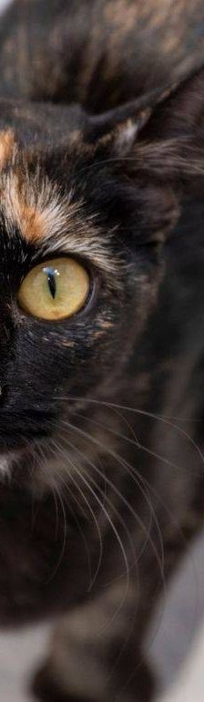 Gertrudis – EKH, Weibchen, 1 Jahr, 65520 Bad Camberg – Foto 22