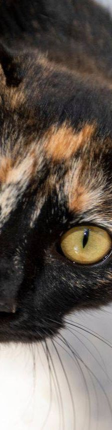 Gertrudis – EKH, Weibchen, 1 Jahr, 65520 Bad Camberg – Foto 23