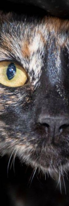 Gertrudis – EKH, Weibchen, 1 Jahr, 65520 Bad Camberg – Foto 24