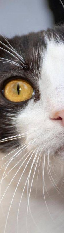 Gertrudis – EKH, Weibchen, 1 Jahr, 65520 Bad Camberg – Foto 26