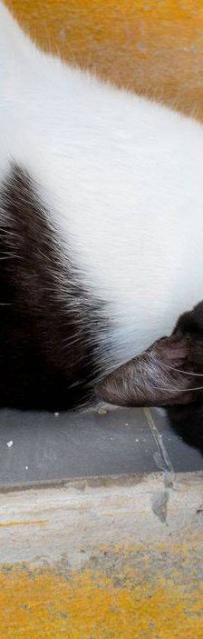 Gertrudis – EKH, Weibchen, 1 Jahr, 65520 Bad Camberg – Foto 27
