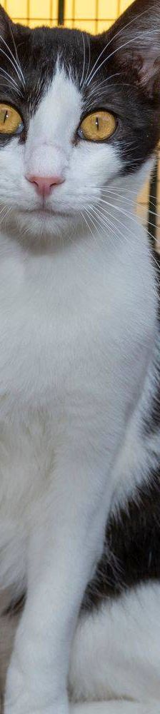 Gertrudis – EKH, Weibchen, 1 Jahr, 65520 Bad Camberg – Foto 29