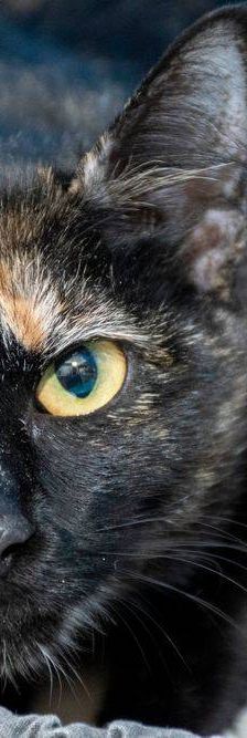 Gertrudis – EKH, Weibchen, 1 Jahr, 65520 Bad Camberg – Foto 5