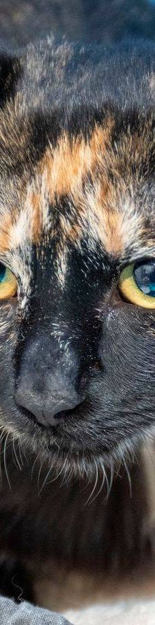 Gertrudis – EKH, Weibchen, 1 Jahr, 65520 Bad Camberg – Foto 6