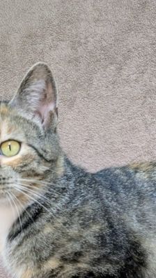 Ada Lovelace – Katze, Weibchen, 1 Jahr 1 Monat, 39576 Stendal – Foto 1