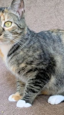 Ada Lovelace – Katze, Weibchen, 1 Jahr 1 Monat, 39576 Stendal – Foto 2
