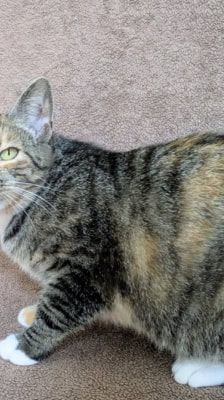 Ada Lovelace – Katze, Weibchen, 1 Jahr 1 Monat, 39576 Stendal – Foto 3